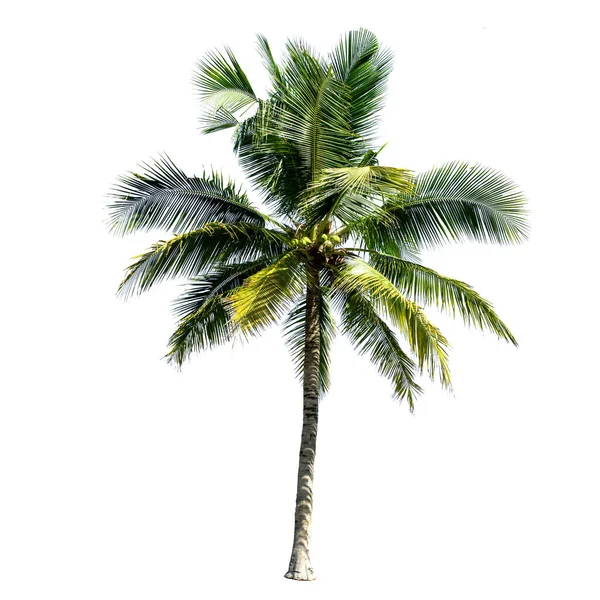 Coconut Träd Isolerad Den Vita Bakgrunden — Stockfoto