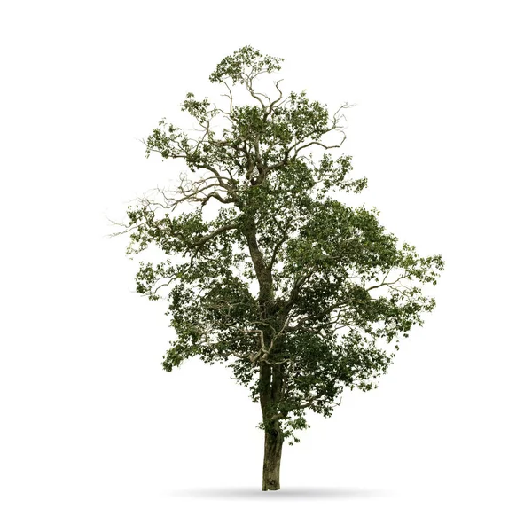 Arbre Isolé Sur Fond Blanc Pour Décoration Graphique — Photo