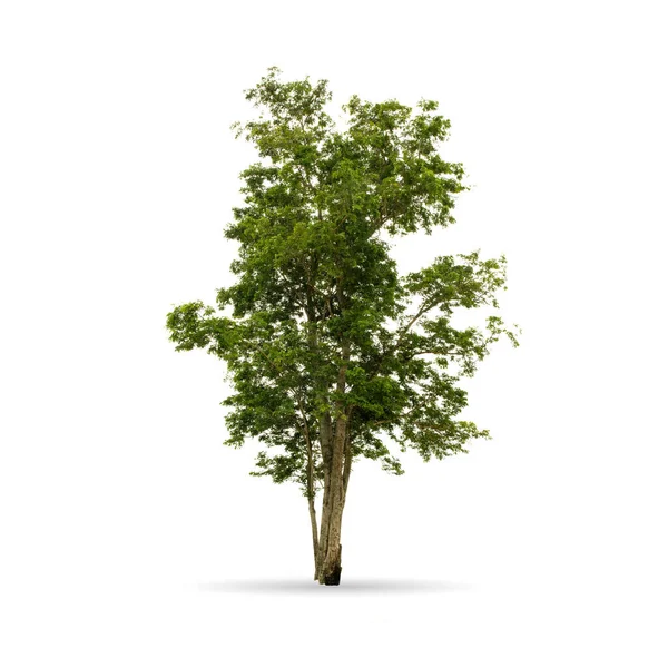 Albero Isolato Sullo Sfondo Bianco Decorazione Grafica — Foto Stock