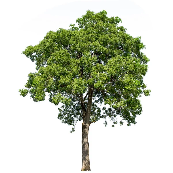 Bomen Geïsoleerd Witte Achtergrond — Stockfoto