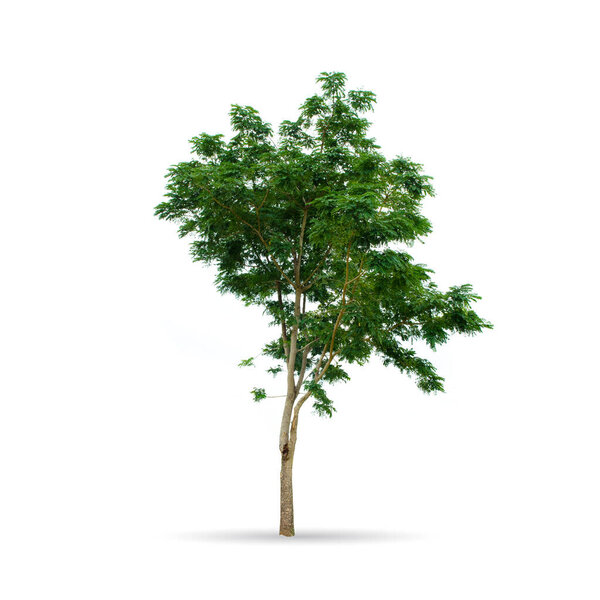 Tree isolated on the white background,for graphic decoration.