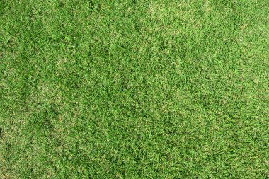Yeşil çimen dokusu, yeşil çimen, arka bahçe arka plan, çim dokusu, park çimeni dokusu.