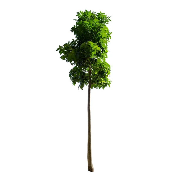 Träd Isolerade Den Vita Bakgrunden — Stockfoto