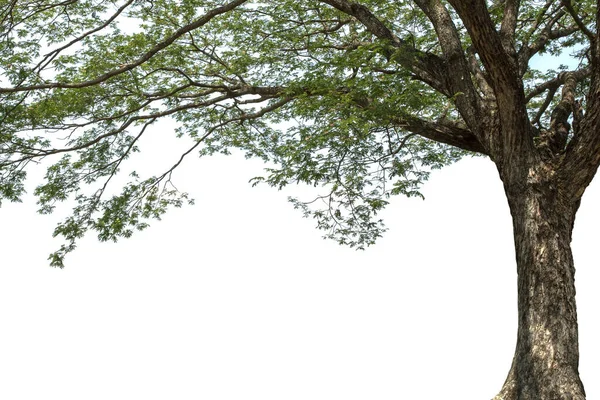 Albero Foglia Verde Isolata Sullo Sfondo Bianco — Foto Stock