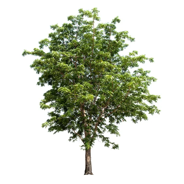 Ağaç Yeşil Yaprak Beyaz Arkaplanda Izole — Stok fotoğraf