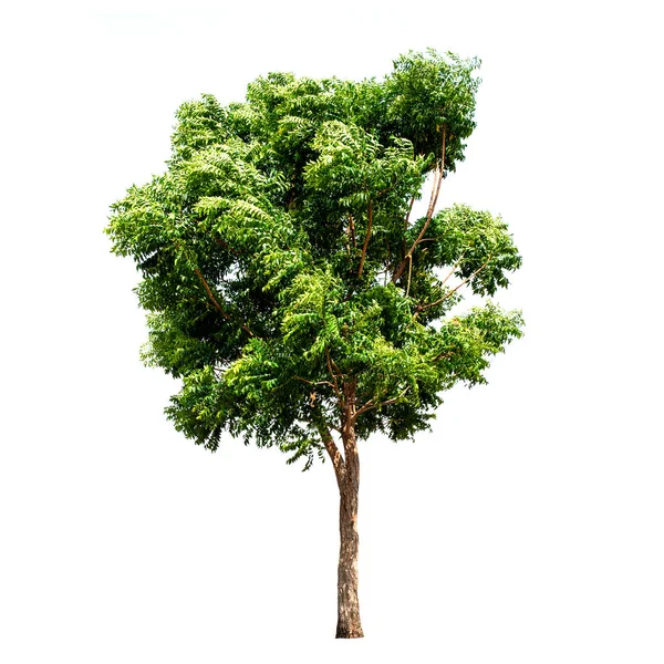 Träd Grönt Blad Isolerad Den Vita Bakgrunden — Stockfoto