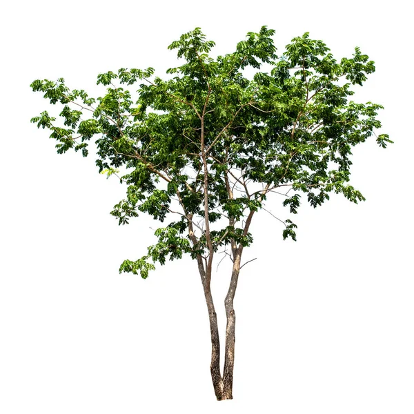 Strom Zelené Listy Izolované Bílém Pozadí — Stock fotografie