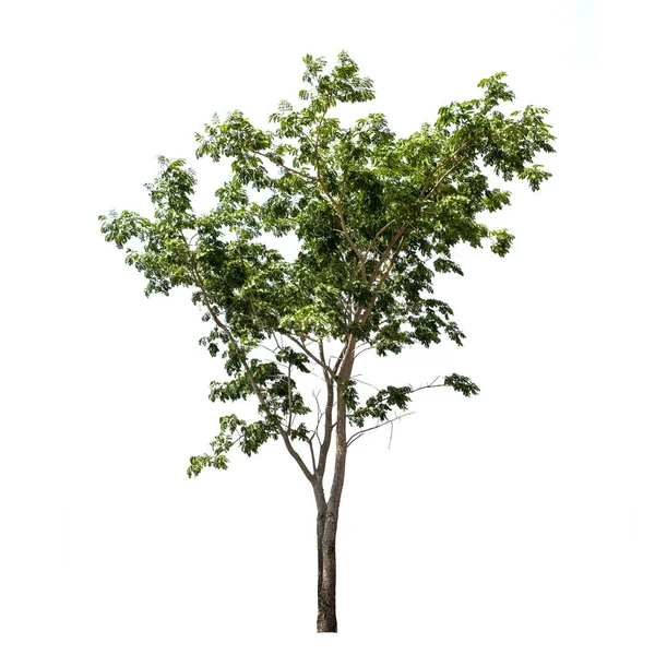 Strom Zelené Listy Izolované Bílém Pozadí — Stock fotografie
