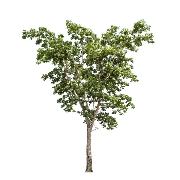 Árbol Hoja Verde Aislada Sobre Fondo Blanco — Foto de Stock