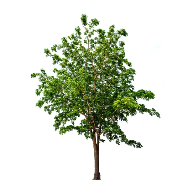 Albero Foglia Verde Isolata Sullo Sfondo Bianco — Foto Stock