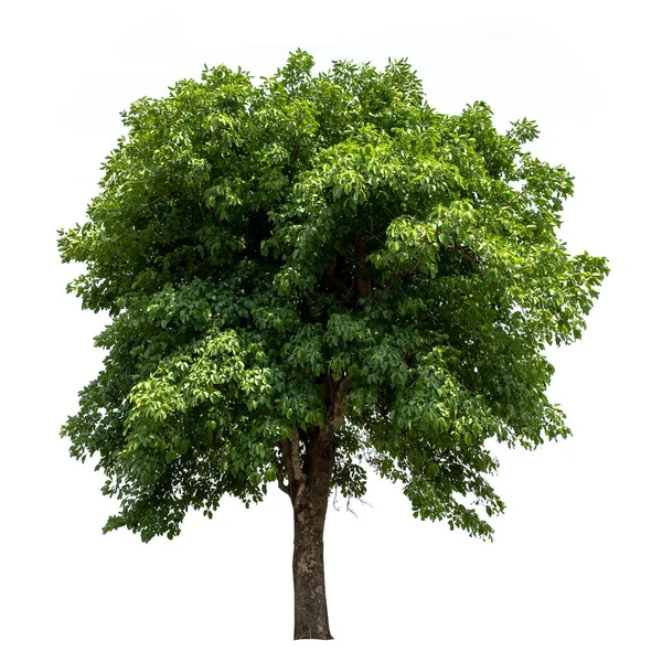 Árbol Hoja Verde Aislada Sobre Fondo Blanco — Foto de Stock