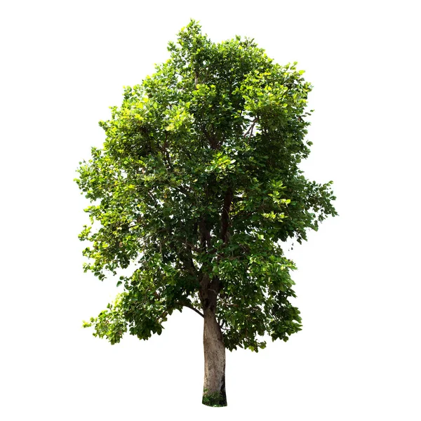 Árbol Hoja Verde Aislada Sobre Fondo Blanco — Foto de Stock