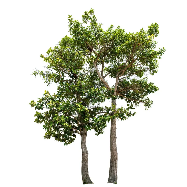 Träd Grönt Blad Isolerad Den Vita Bakgrunden — Stockfoto