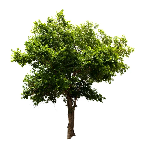 Ağaç Yeşil Yaprak Beyaz Arkaplanda Izole — Stok fotoğraf