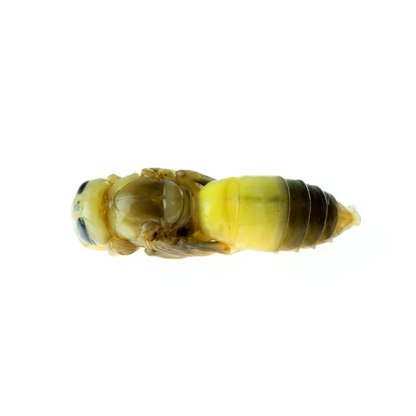 死んだアジアのスズメバチ幼虫の昆虫の閉鎖 毒の毒動物だ 白い背景に隔離され — ストック写真