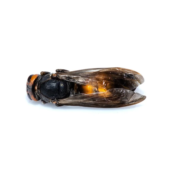 Zblízka Mrtvý Larva Larvy Asijského Sršně Hmyzu Jedovaté Jedovaté Zvíře — Stock fotografie