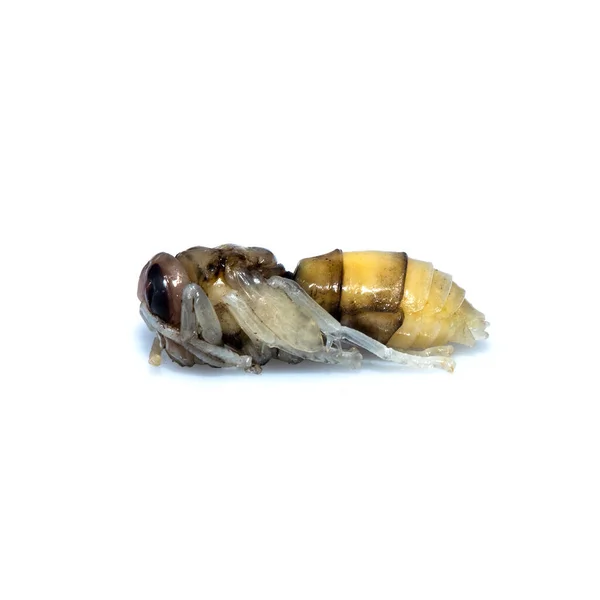 接近死亡的亚洲大黄蜂幼虫幼虫幼虫昆虫 有毒毒液动物 在白色背景上隔离 — 图库照片