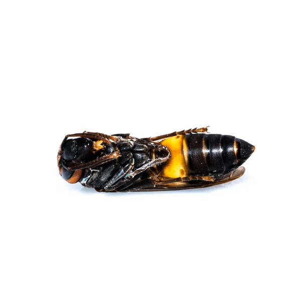 Close Dead Asian Hornet Larva Larvas Inseto Animal Venenoso Veneno — Fotografia de Stock