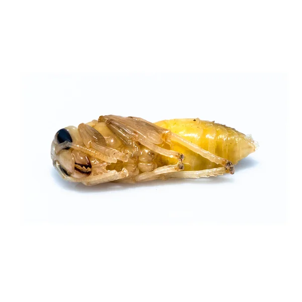 接近死亡的亚洲大黄蜂幼虫幼虫幼虫昆虫 有毒毒液动物 在白色背景上隔离 — 图库照片