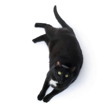 Kara kedi beyaz arka plan üzerinde izole yalan