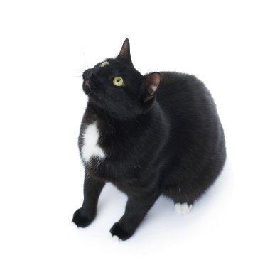 Beyaz arka plan üzerinde izole oturma siyah kedi