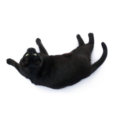 Kara kedi beyaz arka plan üzerinde izole yalan