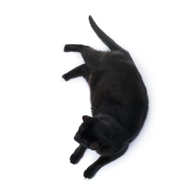 Kara kedi beyaz arka plan üzerinde izole yalan