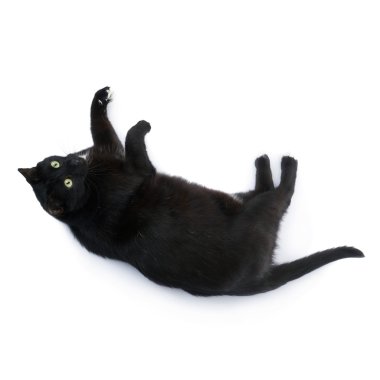 Kara kedi beyaz arka plan üzerinde izole yalan