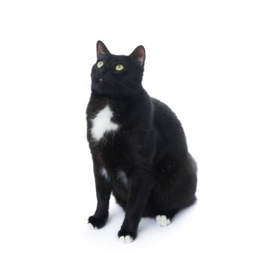 Beyaz arka plan üzerinde izole oturma siyah kedi
