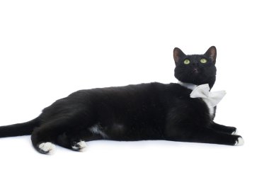 Kara kedi beyaz arka plan üzerinde izole yalan