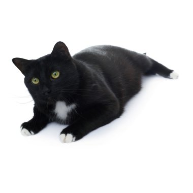 Kara kedi beyaz arka plan üzerinde izole yalan