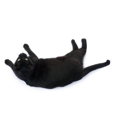 Kara kedi beyaz arka plan üzerinde izole yalan