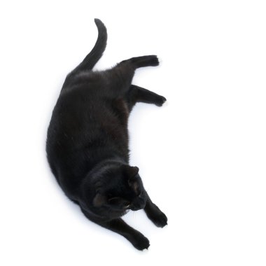 Kara kedi beyaz arka plan üzerinde izole yalan