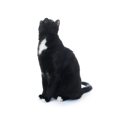 Beyaz arka plan üzerinde izole oturma siyah kedi