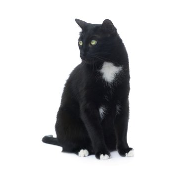 Beyaz arka plan üzerinde izole oturma siyah kedi