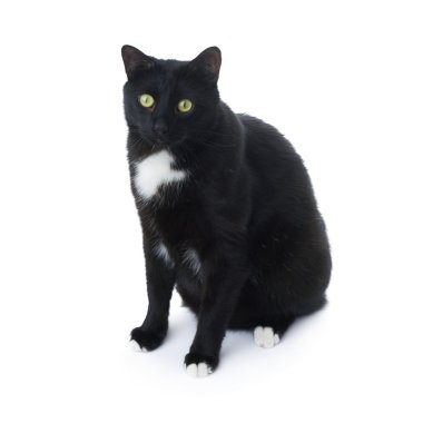 Beyaz arka plan üzerinde izole oturma siyah kedi