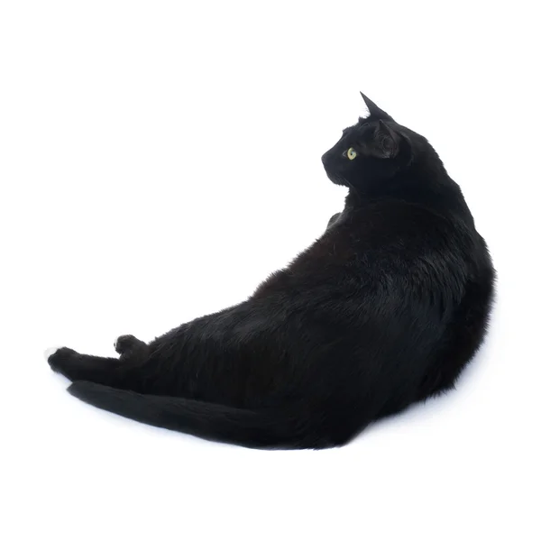 Berbohong kucing hitam terisolasi atas latar belakang putih — Stok Foto