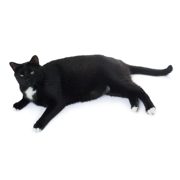 Berbohong kucing hitam terisolasi atas latar belakang putih — Stok Foto
