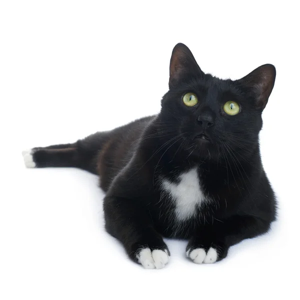 Chat noir allongé isolé sur le fond blanc — Photo