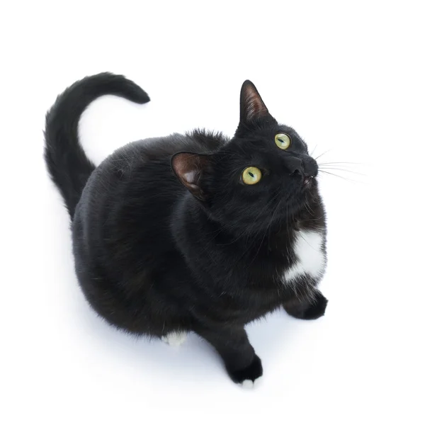 Sitting black cat isolated over the white background — Stock Photo, Image