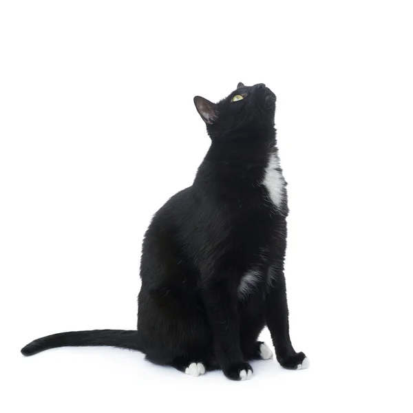 Sitzende schwarze Katze isoliert über dem weißen Hintergrund — Stockfoto