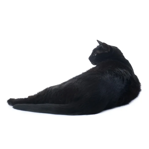 Лежа черный кот изолирован на белом фоне — стоковое фото