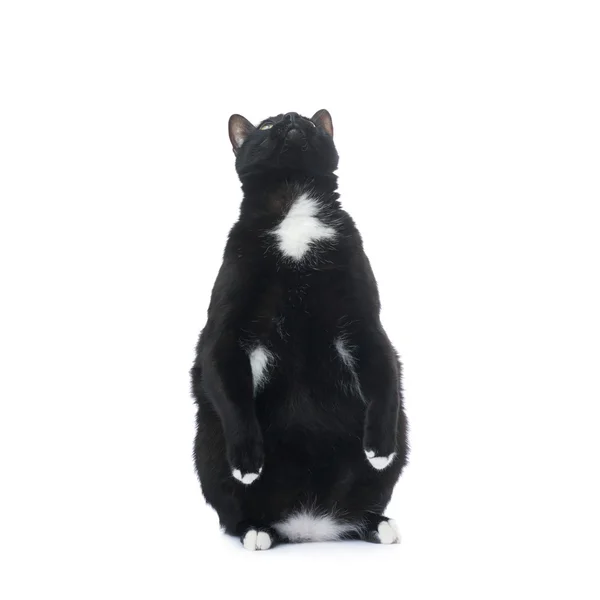 Sedící černá kočka izolované bílém pozadí — Stock fotografie