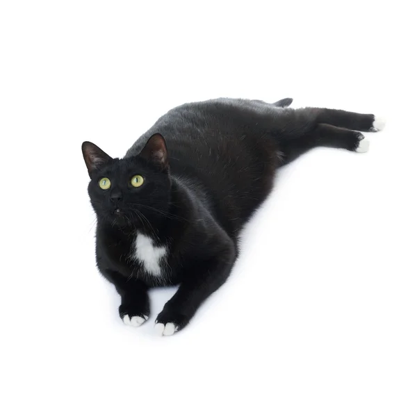 Liegende schwarze Katze isoliert über dem weißen Hintergrund — Stockfoto