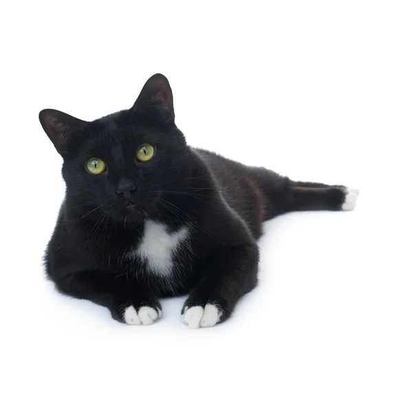 Liegende schwarze Katze isoliert über dem weißen Hintergrund — Stockfoto