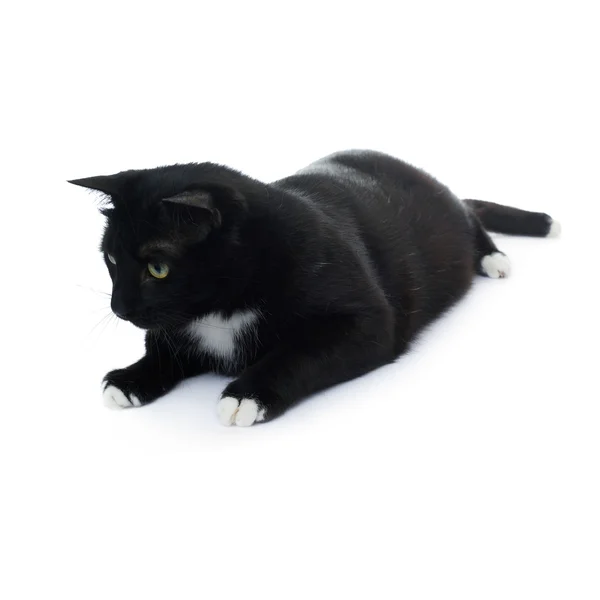 Lying black cat isolated over the white background — Stock Photo, Image