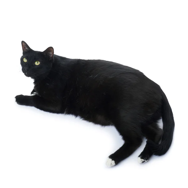 Fekvő fekete macska elszigetelt fehér hátterén át — Stock Fotó