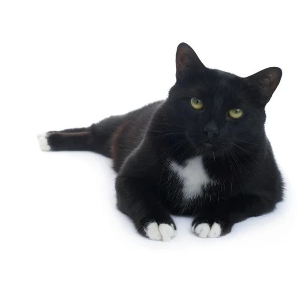 Chat noir allongé isolé sur le fond blanc — Photo