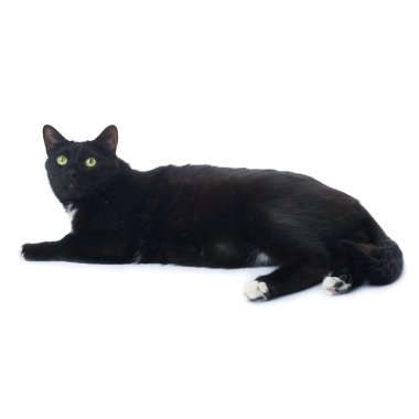 Kara kedi beyaz arka plan üzerinde izole yalan