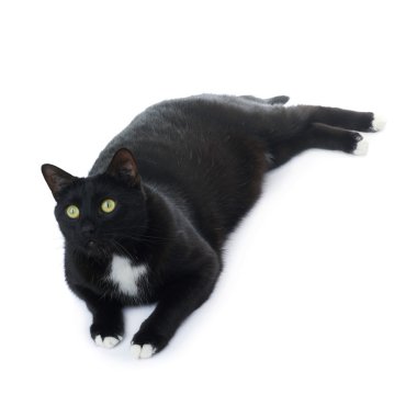 Kara kedi beyaz arka plan üzerinde izole yalan